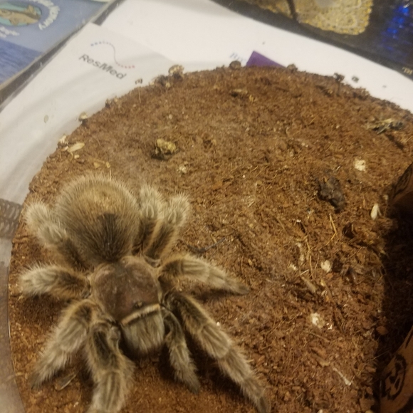 VERY ANIMAL FRIENDLY HOME 🐕🐈🕷🐢🐀❤ - Picture 11 of 16